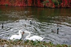 1_12-Large-Feel-free-to-feed-our-visiting-swans-and-ducks