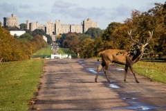 1_45-A-Queens-deer